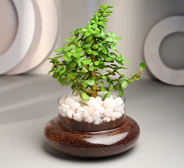 Marvel Jade Plant in Glass Pot
